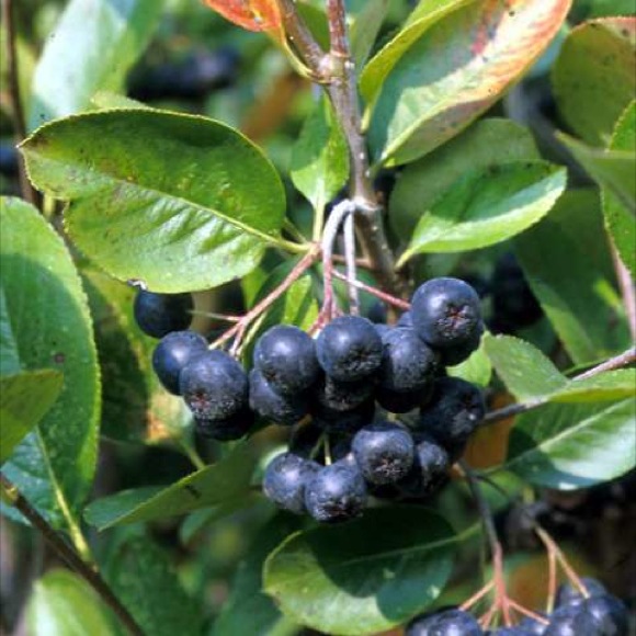 ripe chokeberries