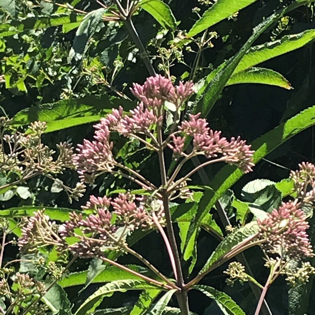 Joe Rye Flowers Joe-Pye weed is a pasture nightmare but a hot perennial ornamental ...